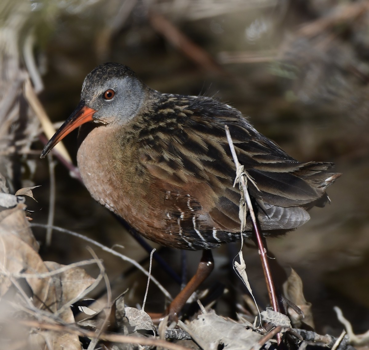 eBird Checklist - 9 Apr 2024 - Silvio O. Conte NWR--Fort River Division ...