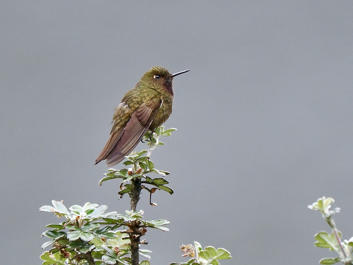 Violet-throated Metaltail - ML617140146