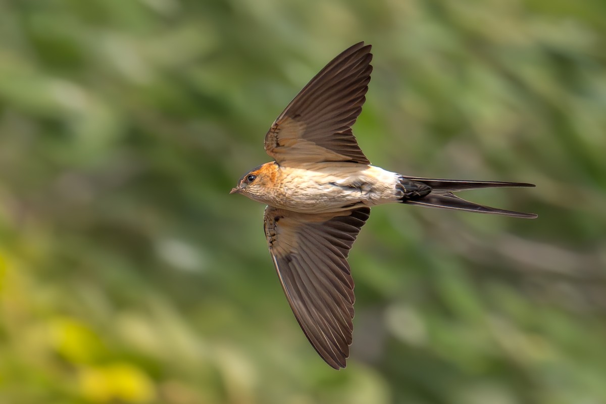 Red-rumped Swallow - ML617140206