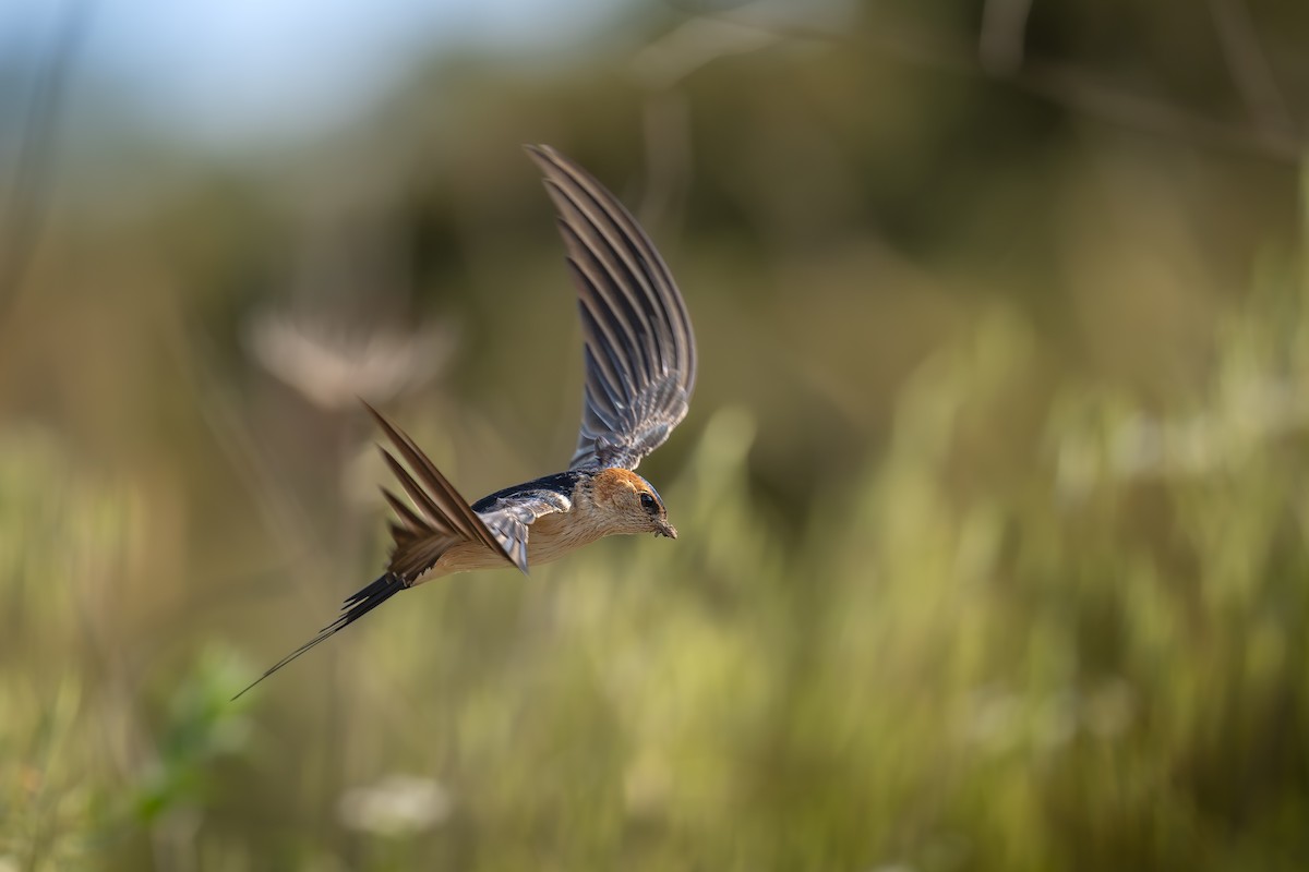 Red-rumped Swallow - ML617140208