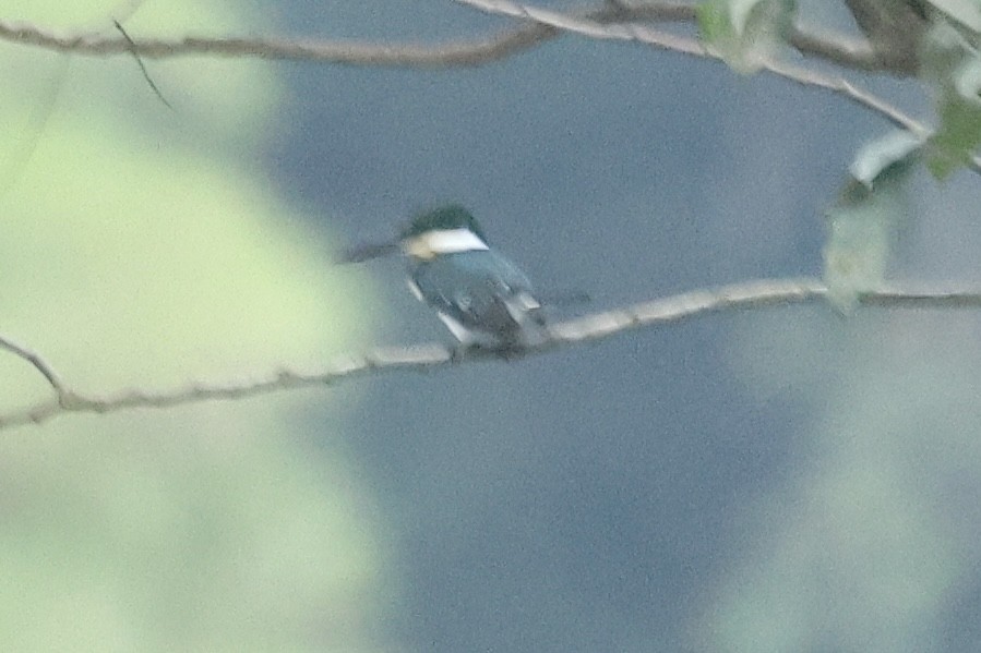 Green Kingfisher - ♏️ ©️