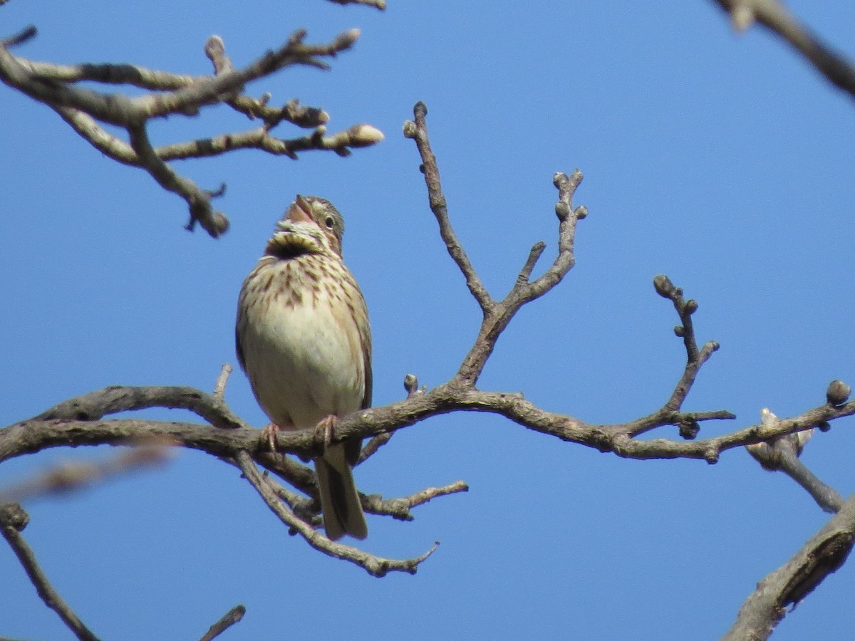 Vesper Sparrow - ML617140299