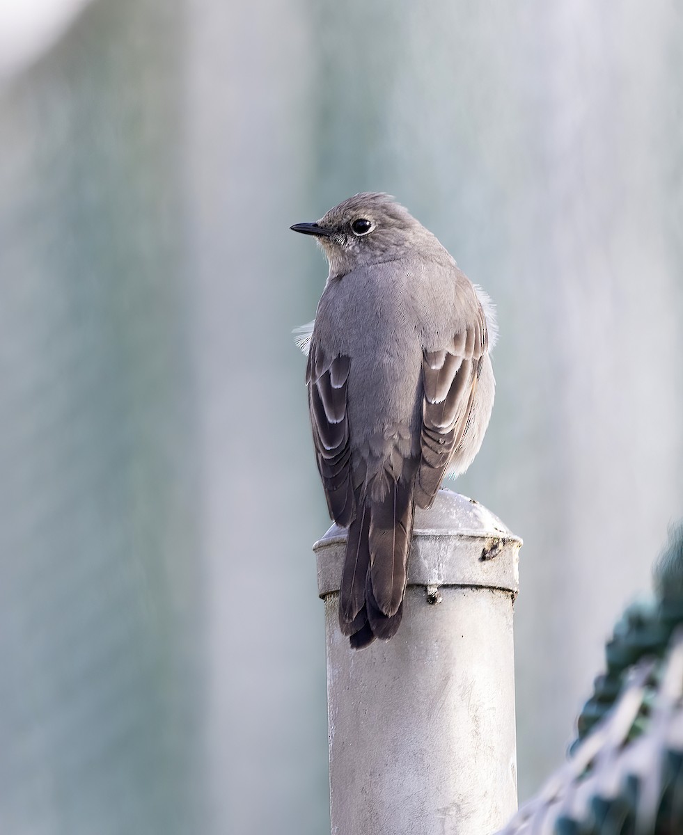 Townsend's Solitaire - ML617140402