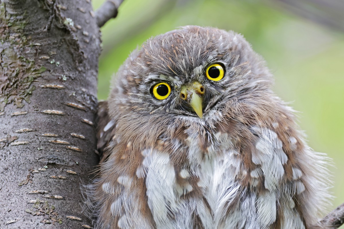 Austral Pygmy-Owl - ML617140486