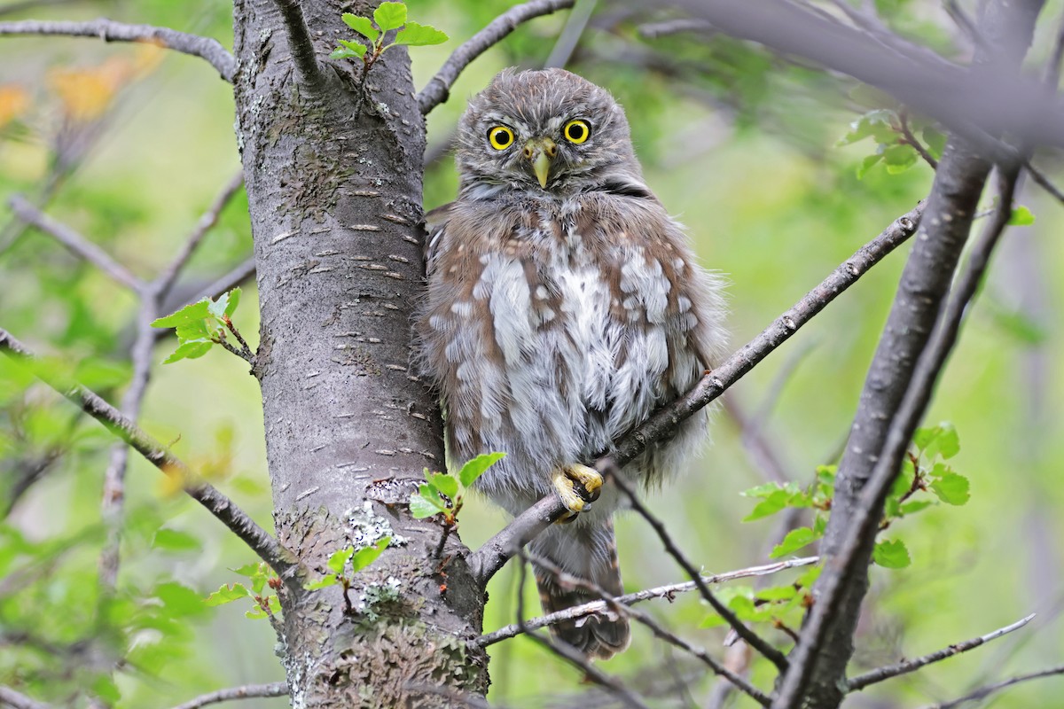 Austral Pygmy-Owl - ML617140493