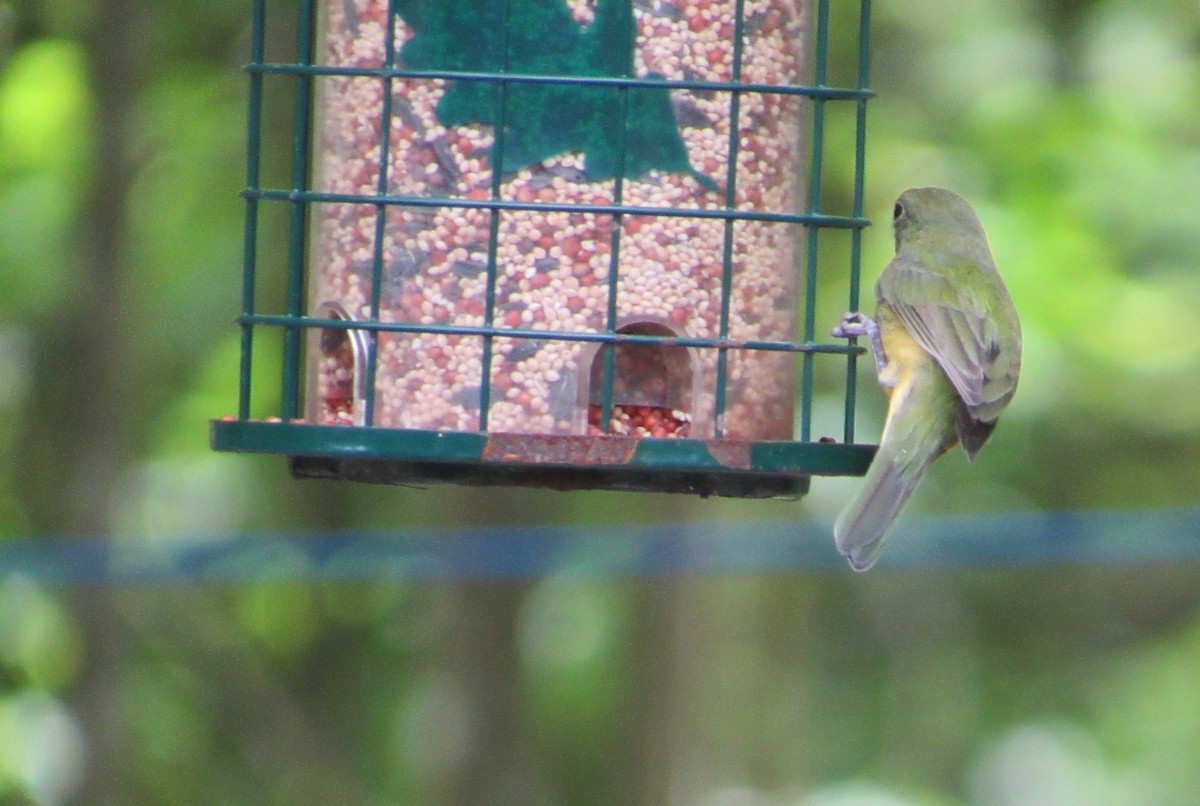Painted Bunting - ML617140509