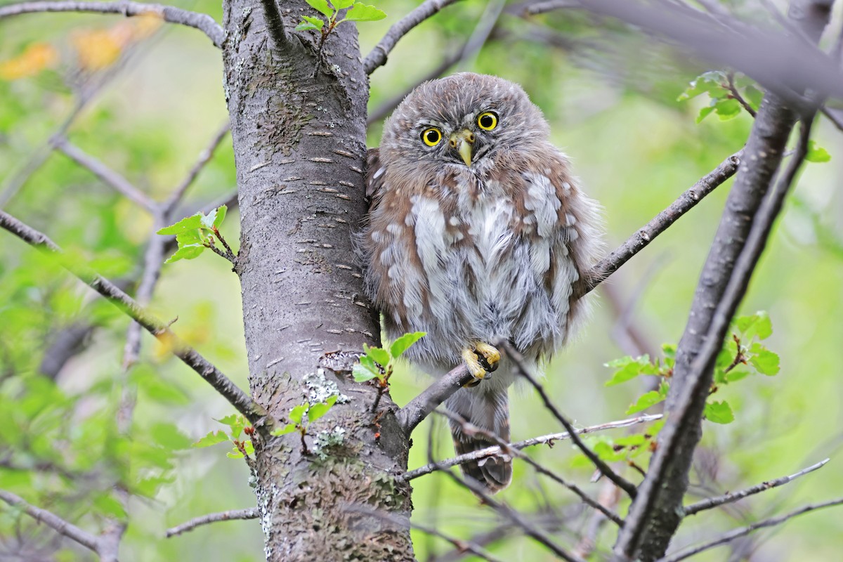 Austral Pygmy-Owl - Nathan Wall