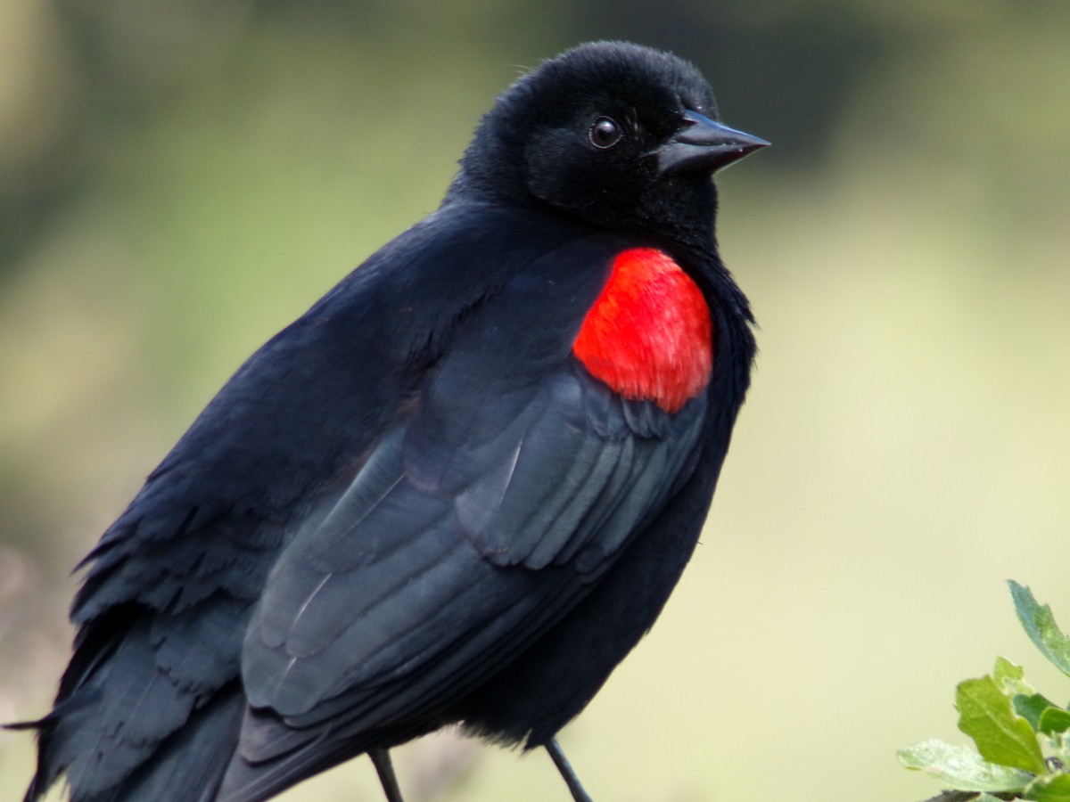 Red-winged Blackbird (California Bicolored) - ML617140548