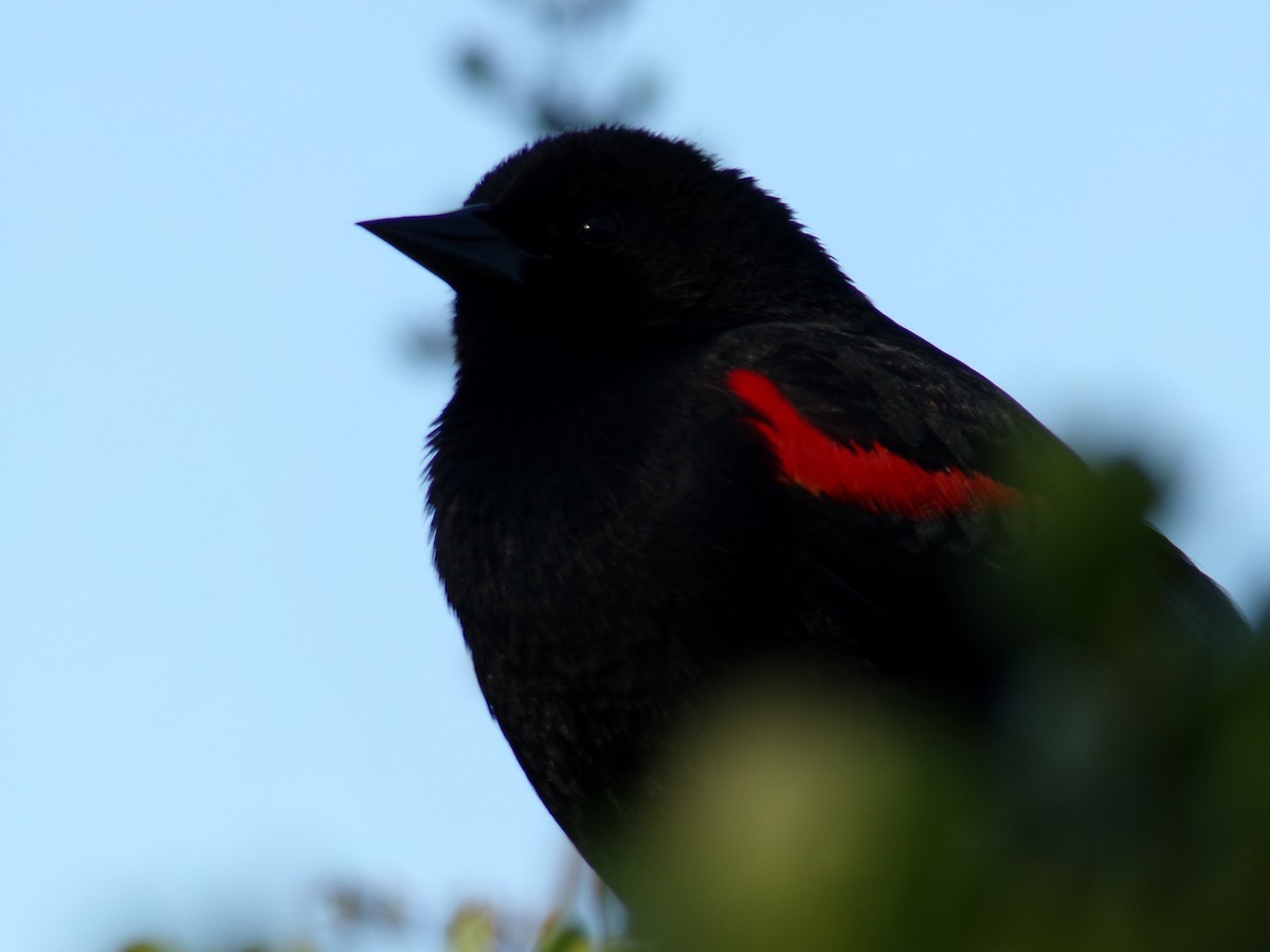 Red-winged Blackbird (California Bicolored) - Ross Rabkin