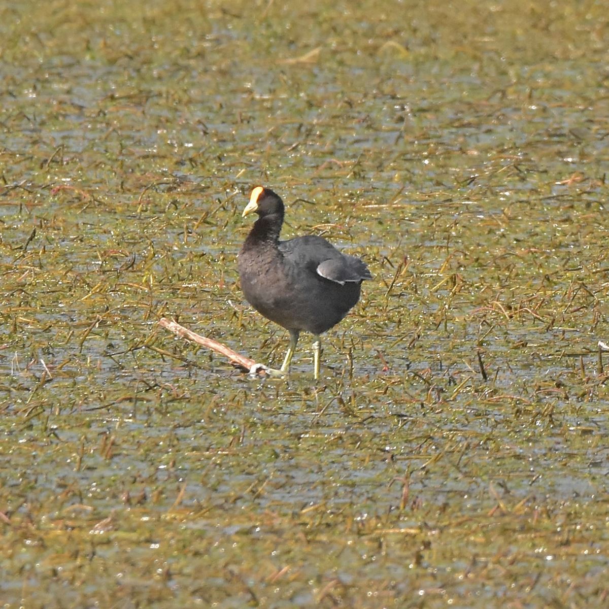 White-winged Coot - ML617140614