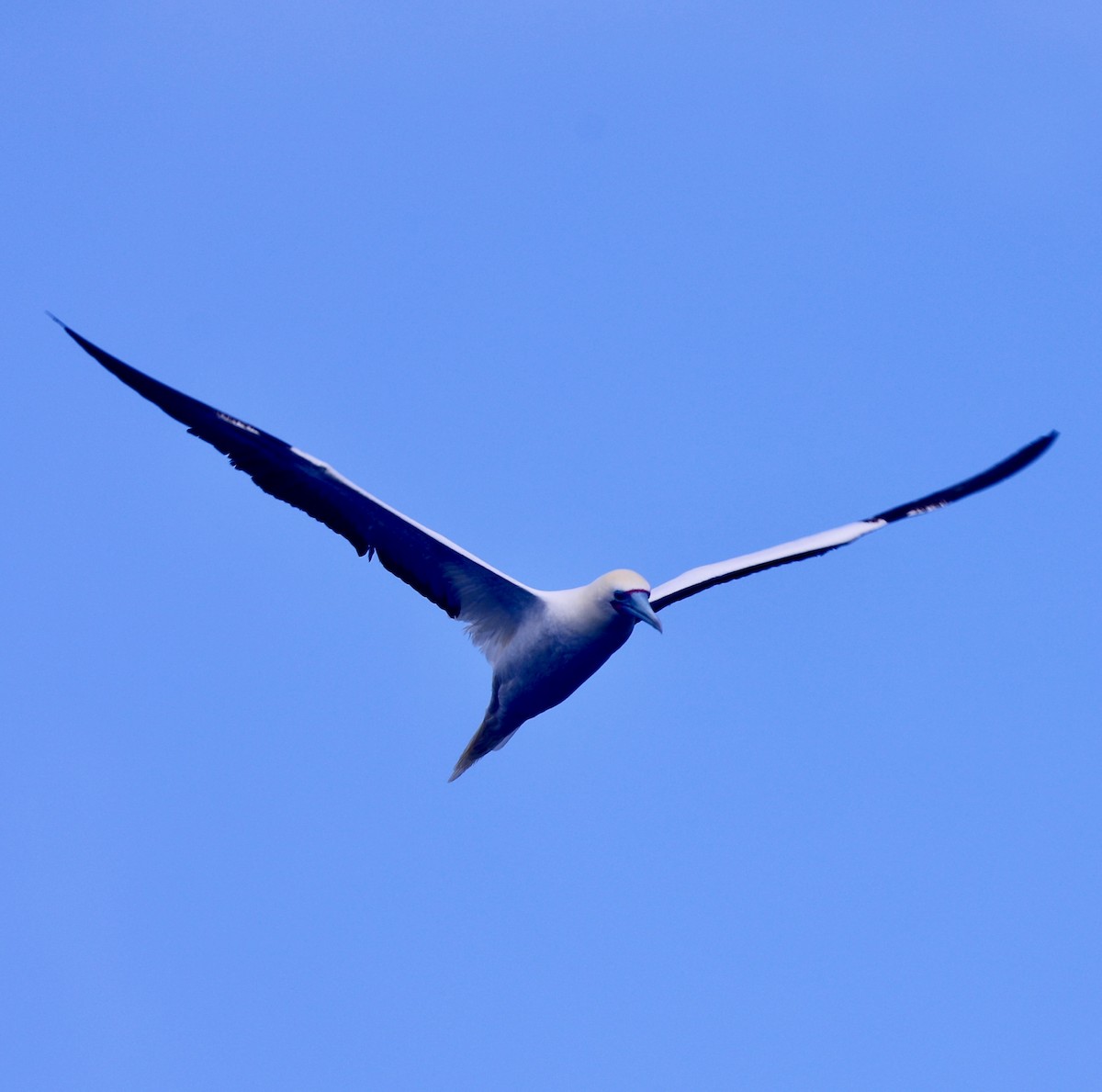 Red-footed Booby - ML617140664