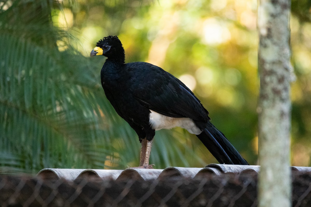 Bare-faced Curassow - ML617140708