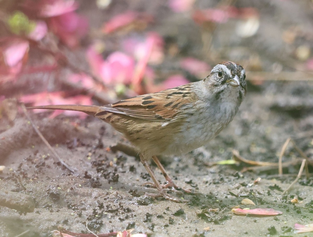 Swamp Sparrow - ML617140772
