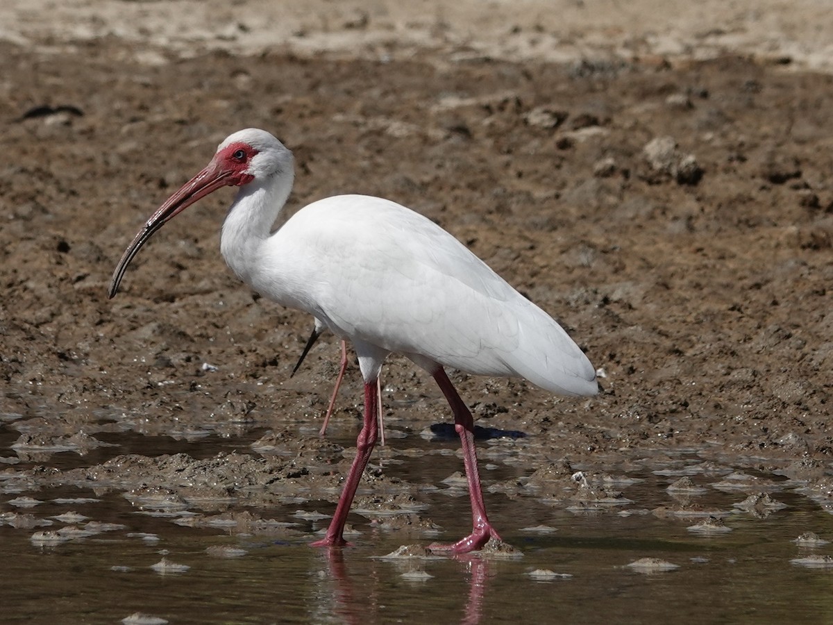 ibis bílý - ML617140911
