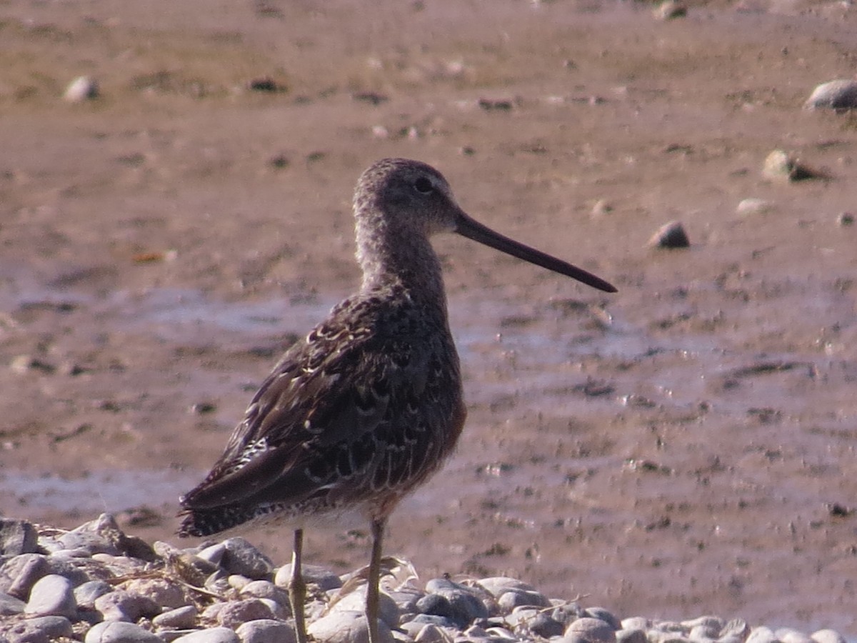 Long-billed Dowitcher - ML617140962
