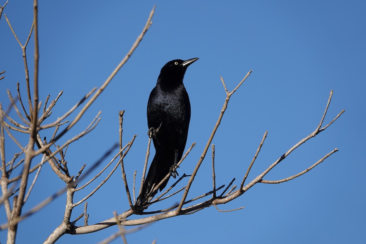 Great-tailed Grackle - ML617140996