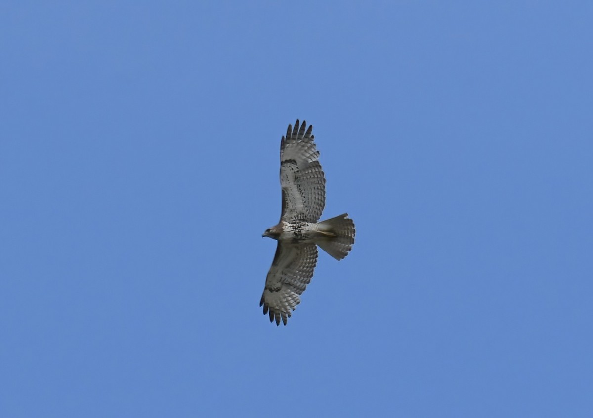 Red-tailed Hawk - ML617141073