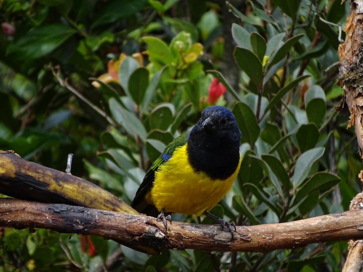 Black-chested Mountain Tanager - ML617141084