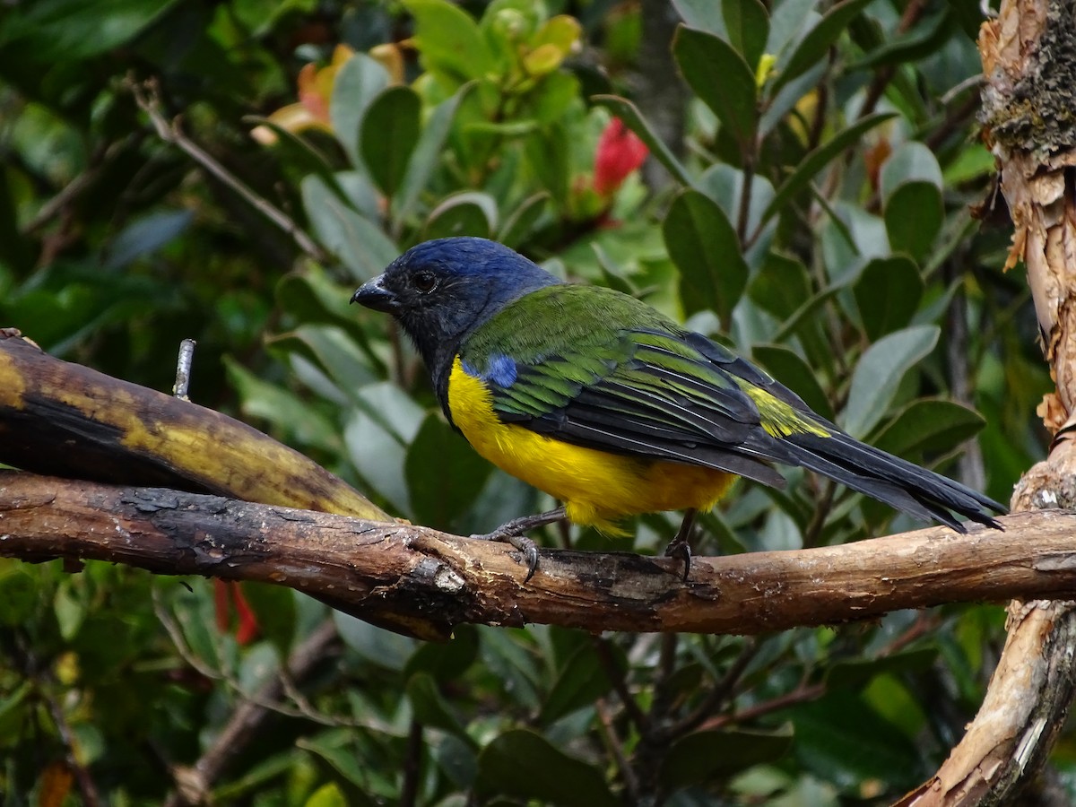 Black-chested Mountain Tanager - ML617141085