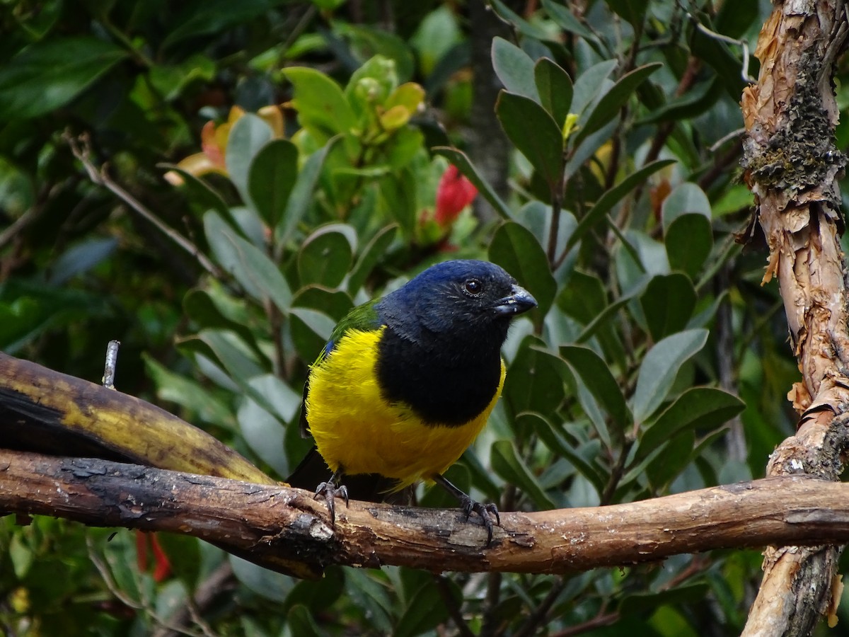 Black-chested Mountain Tanager - ML617141086
