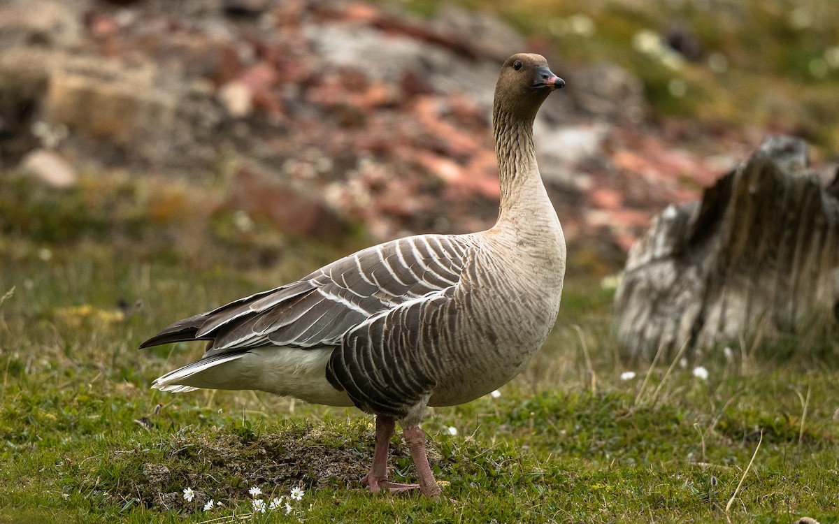 Pink-footed Goose - Sveinung Sigbjørnsen