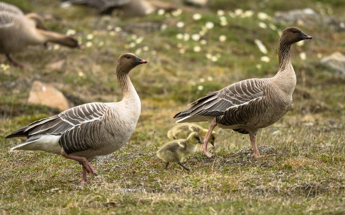 Pink-footed Goose - ML617141097