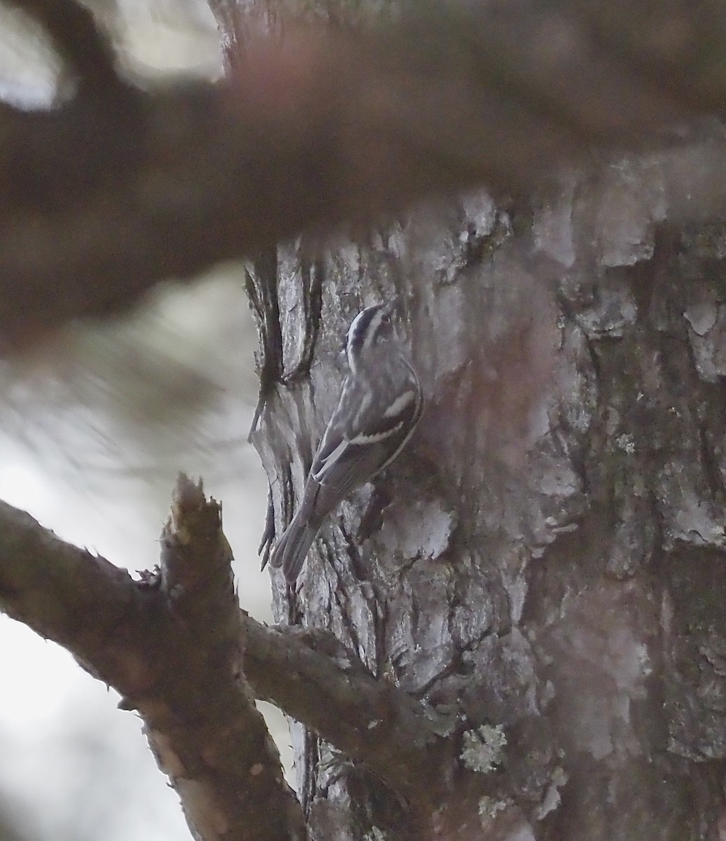 Black-and-white Warbler - ML617141098