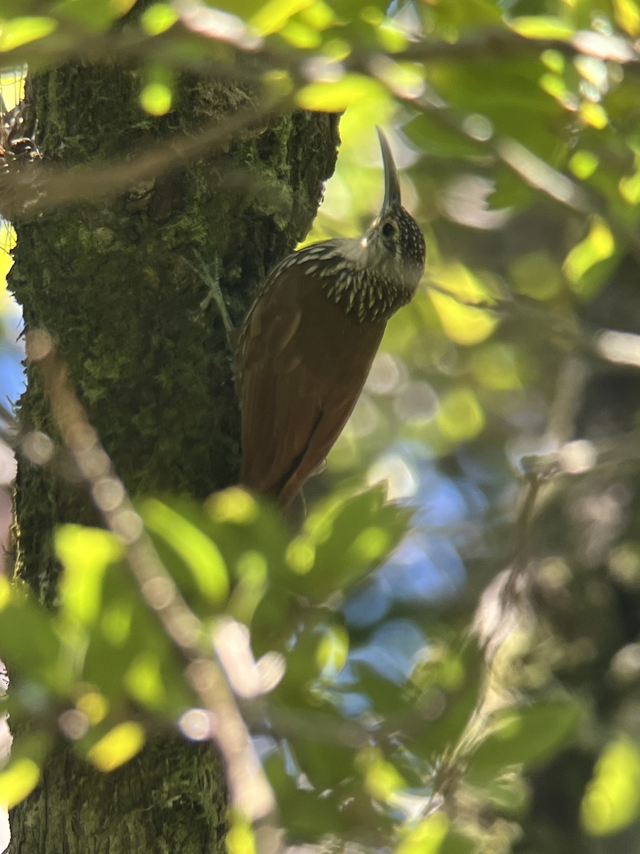 Spot-crowned Woodcreeper - Rogers "Caribbean Naturalist" Morales