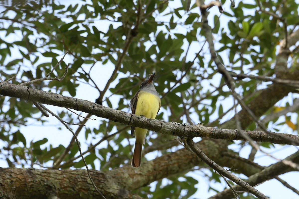 Great Crested Flycatcher - ML617141142