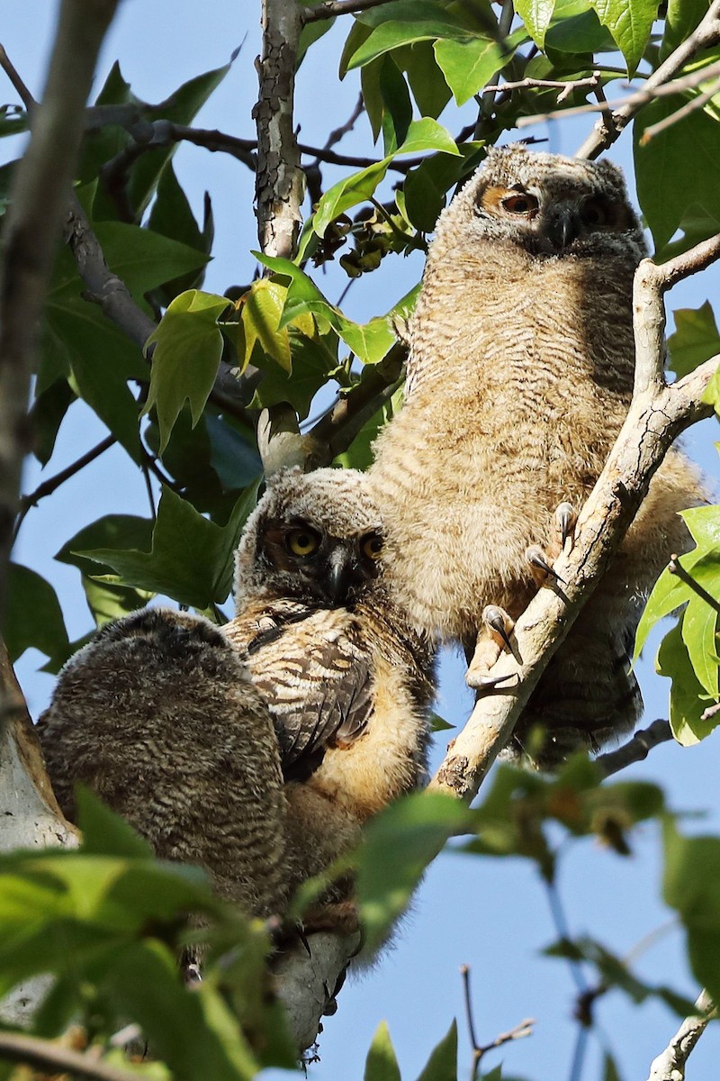 Great Horned Owl - ML617141225