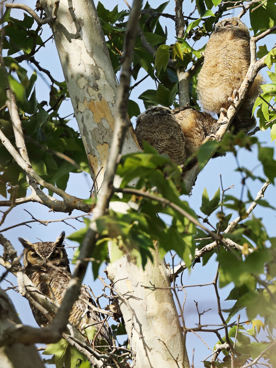 Great Horned Owl - ML617141226