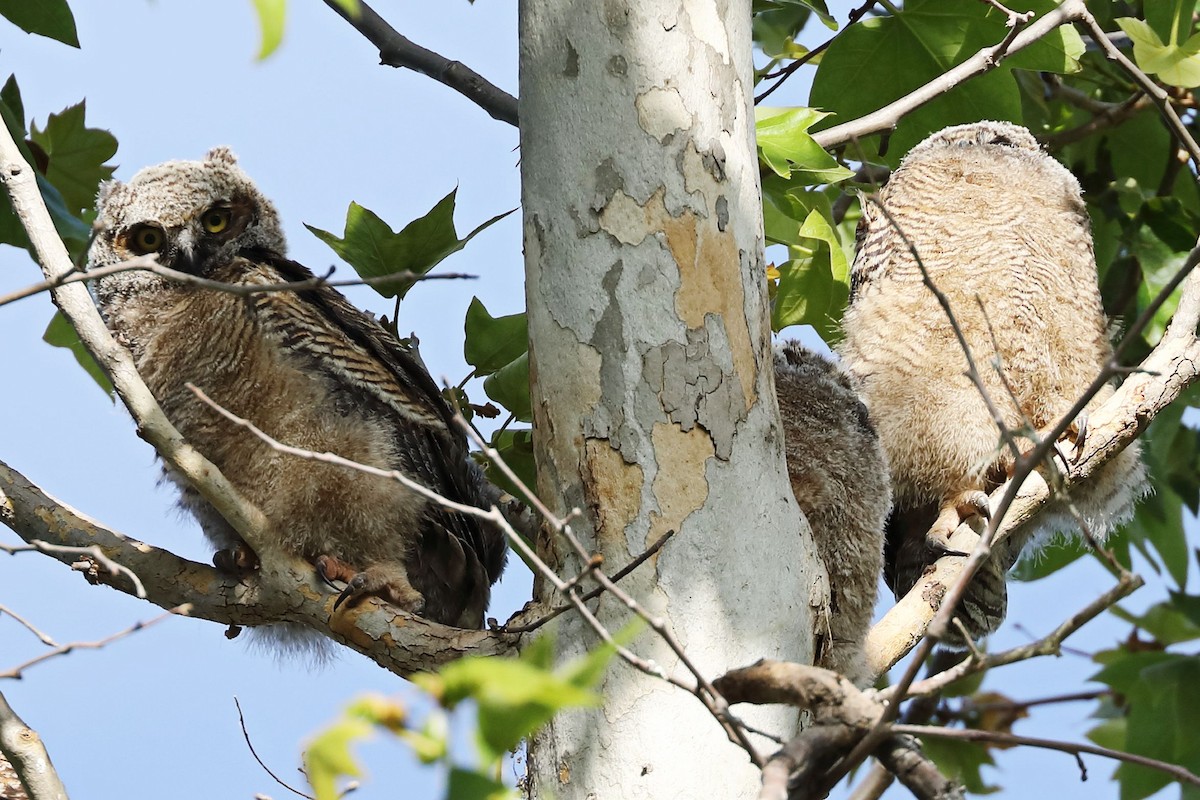 Great Horned Owl - ML617141228