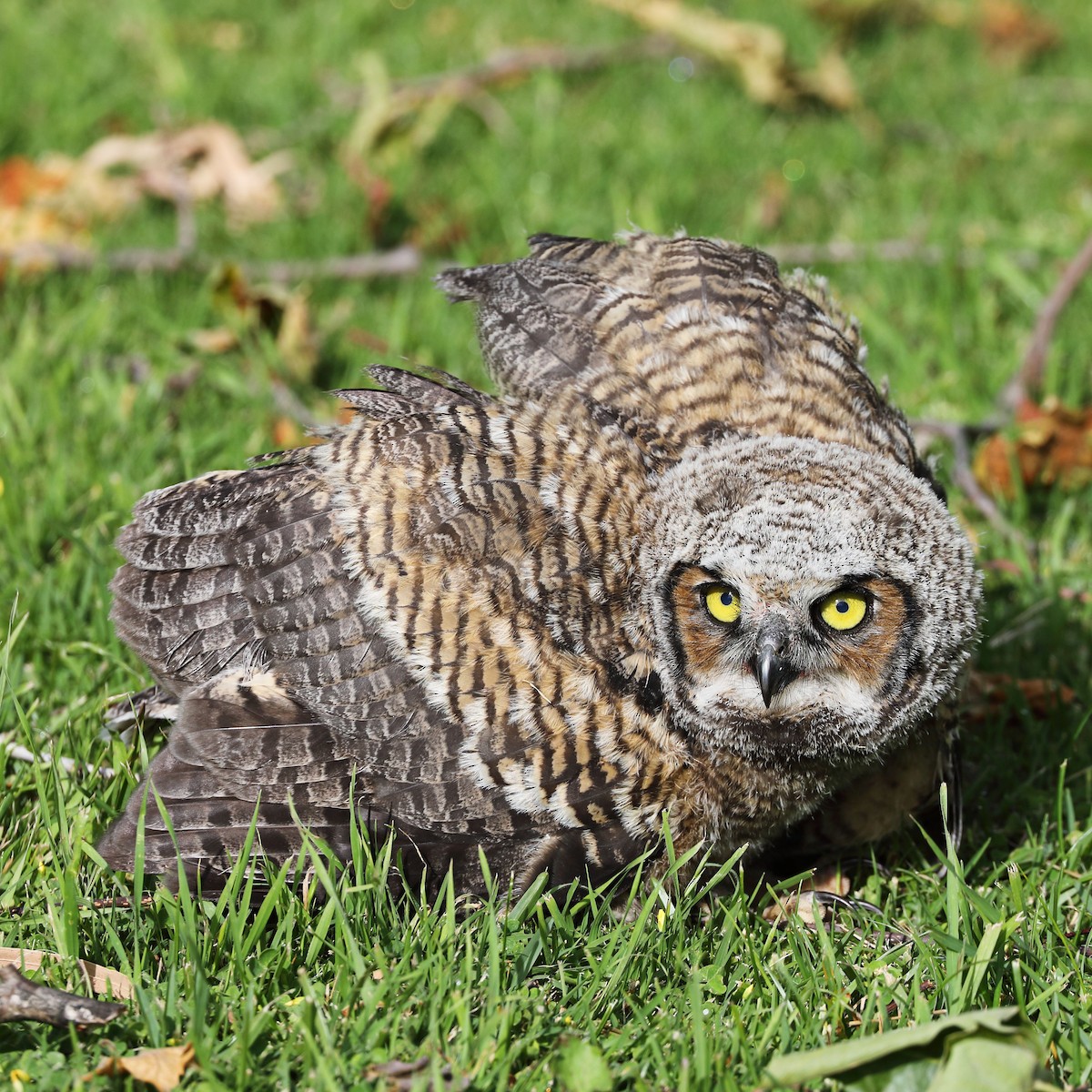 Great Horned Owl - ML617141229