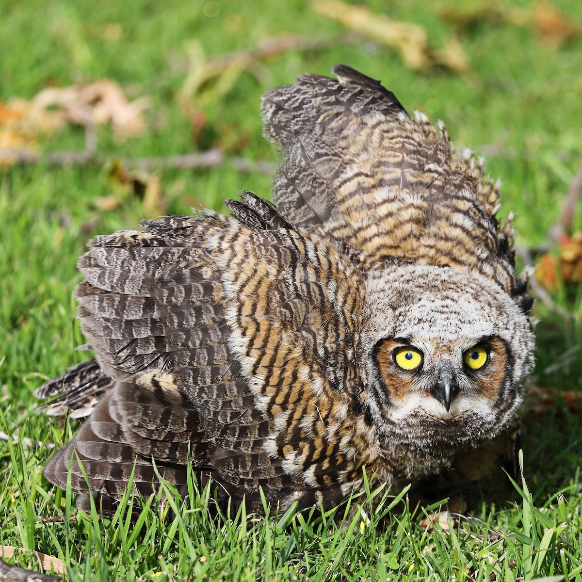 Great Horned Owl - ML617141230