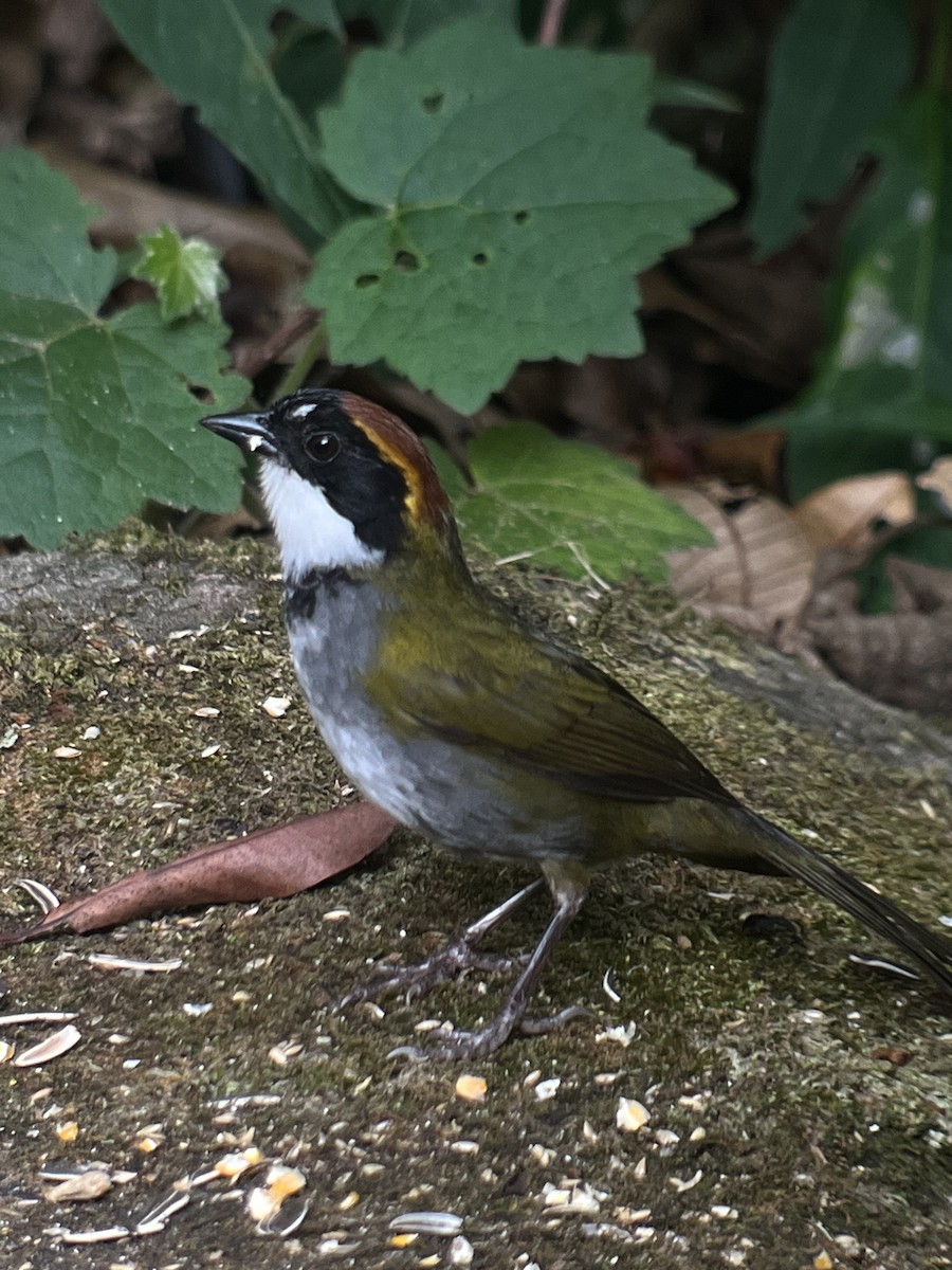 Chestnut-capped Brushfinch (Chestnut-capped) - Rogers "Caribbean Naturalist" Morales