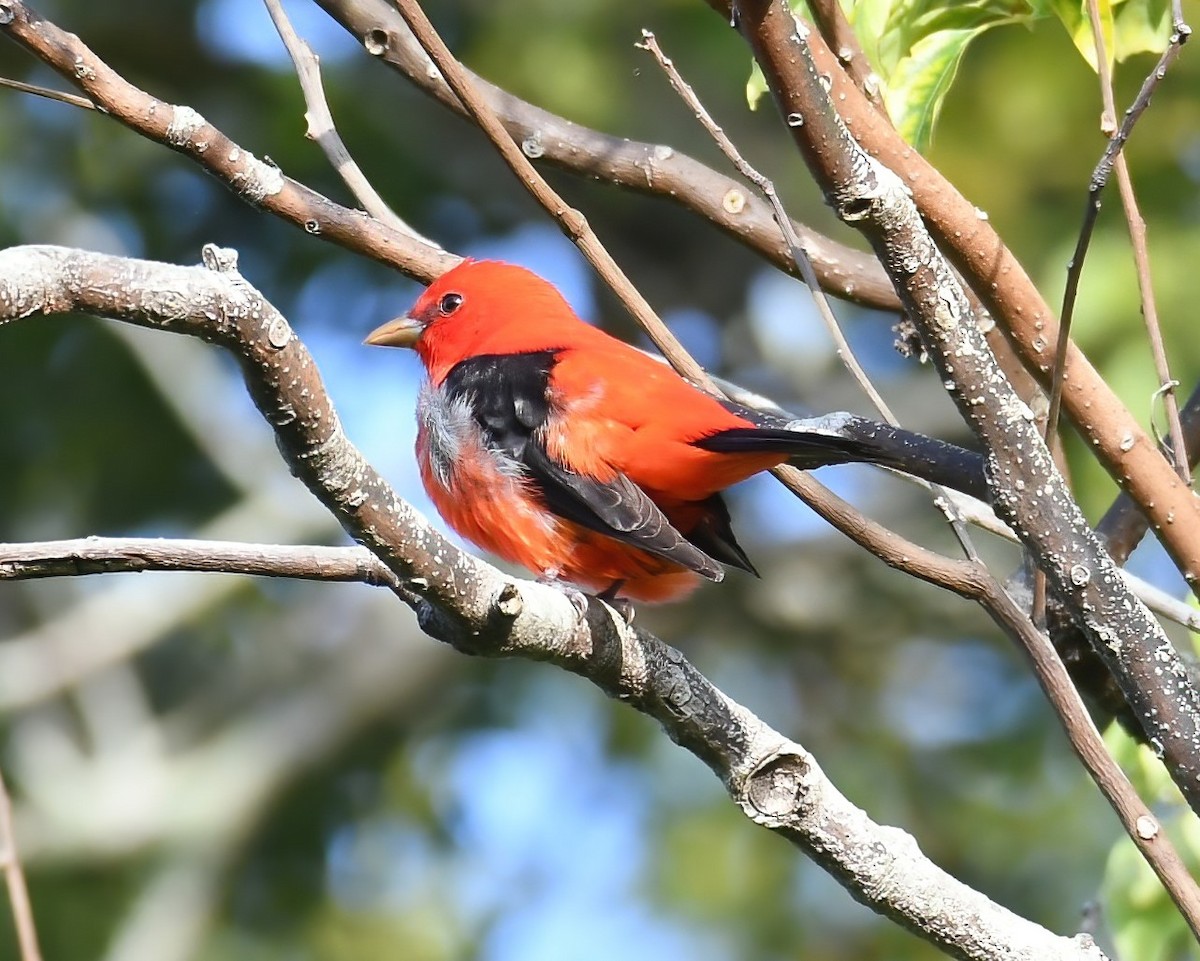 Scarlet Tanager - ML617141305