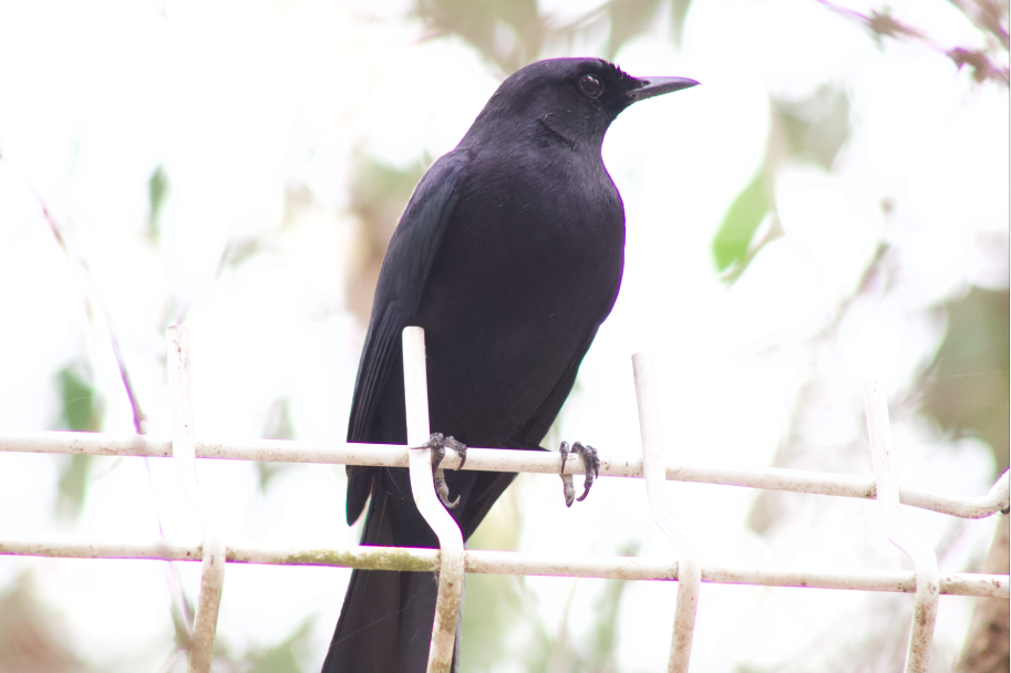 Black Catbird - Carolina Can