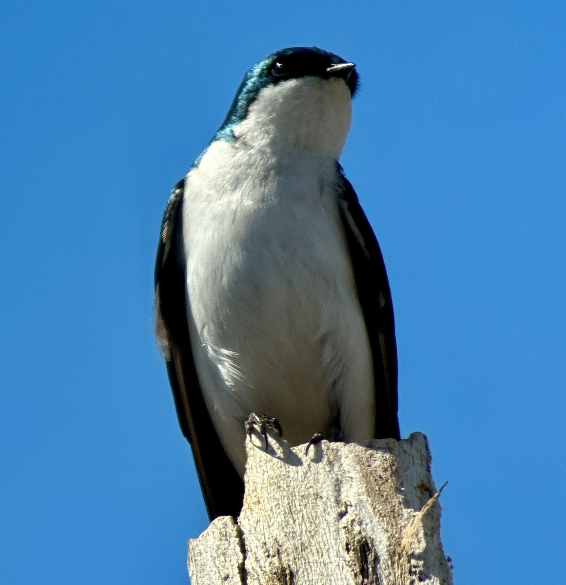 Tree Swallow - Russell Taylor