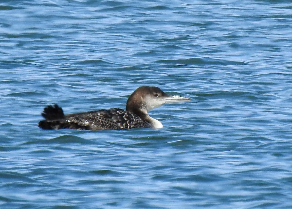 New York Breeding Bird Atlas Checklist - 9 Apr 2024 - Napeague SP--Lazy ...