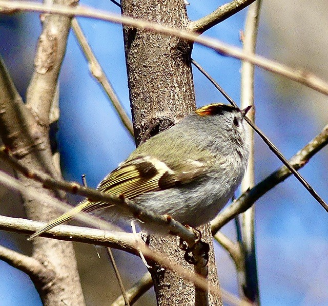 Golden-crowned Kinglet - Russell Taylor