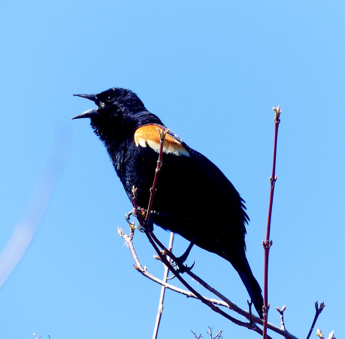 Red-winged Blackbird - Russell Taylor