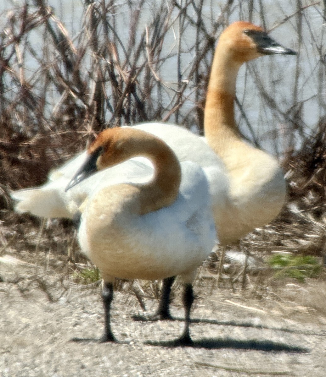 Trumpeter Swan - Russell Taylor