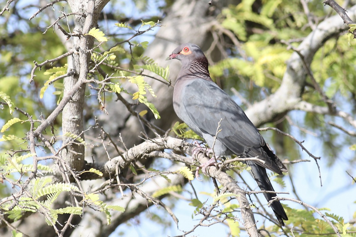 Scaly-naped Pigeon - ML617141792