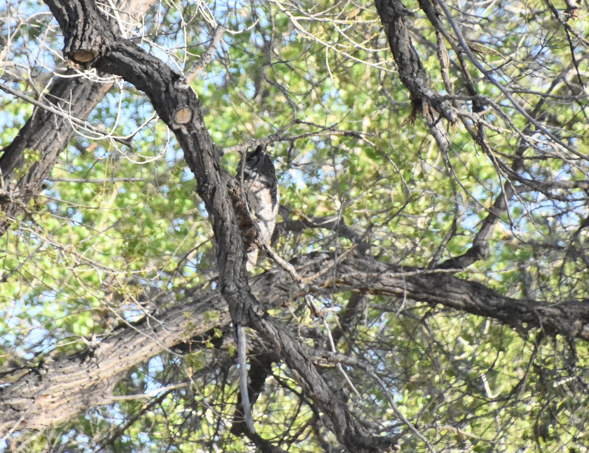 Great Horned Owl - ML617141795