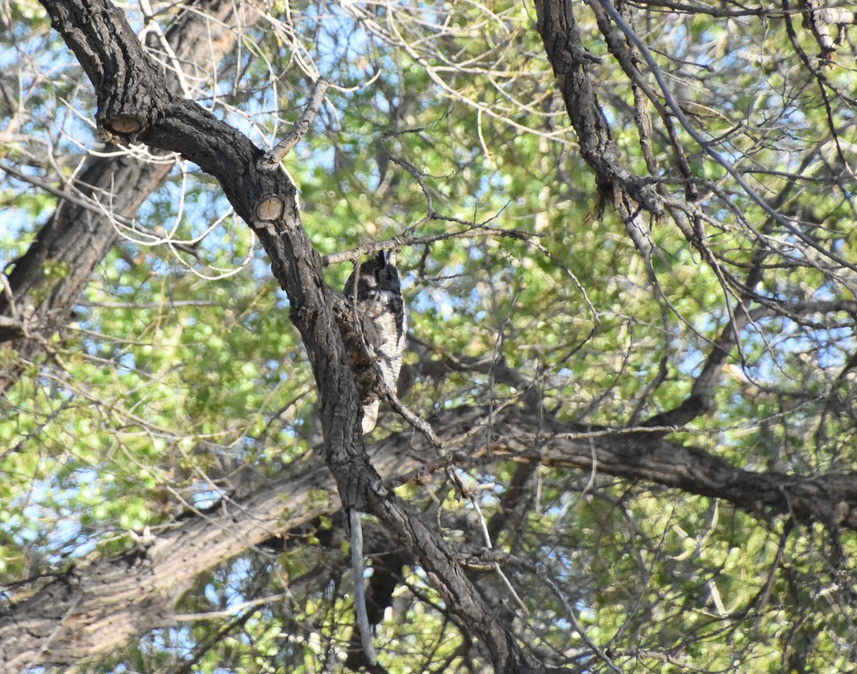 Great Horned Owl - ML617141796