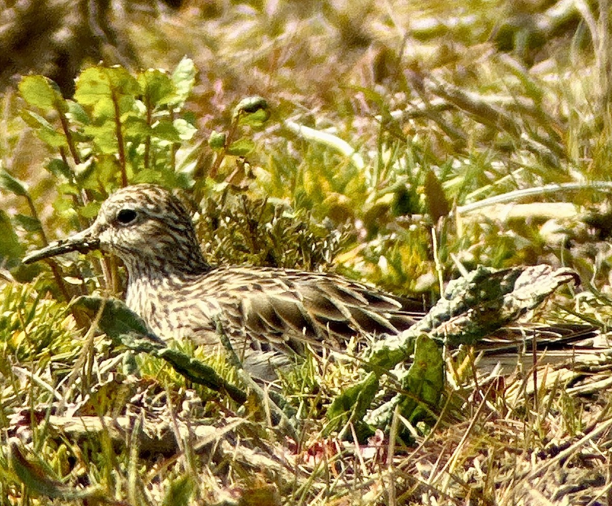 Pectoral Sandpiper - Russell Taylor