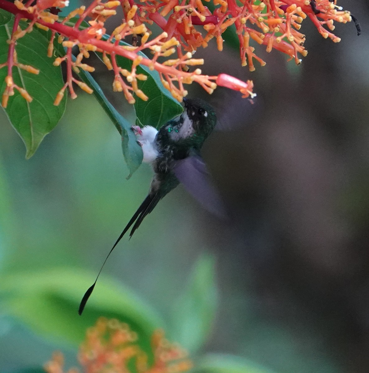 White-booted Racket-tail - ML617142014