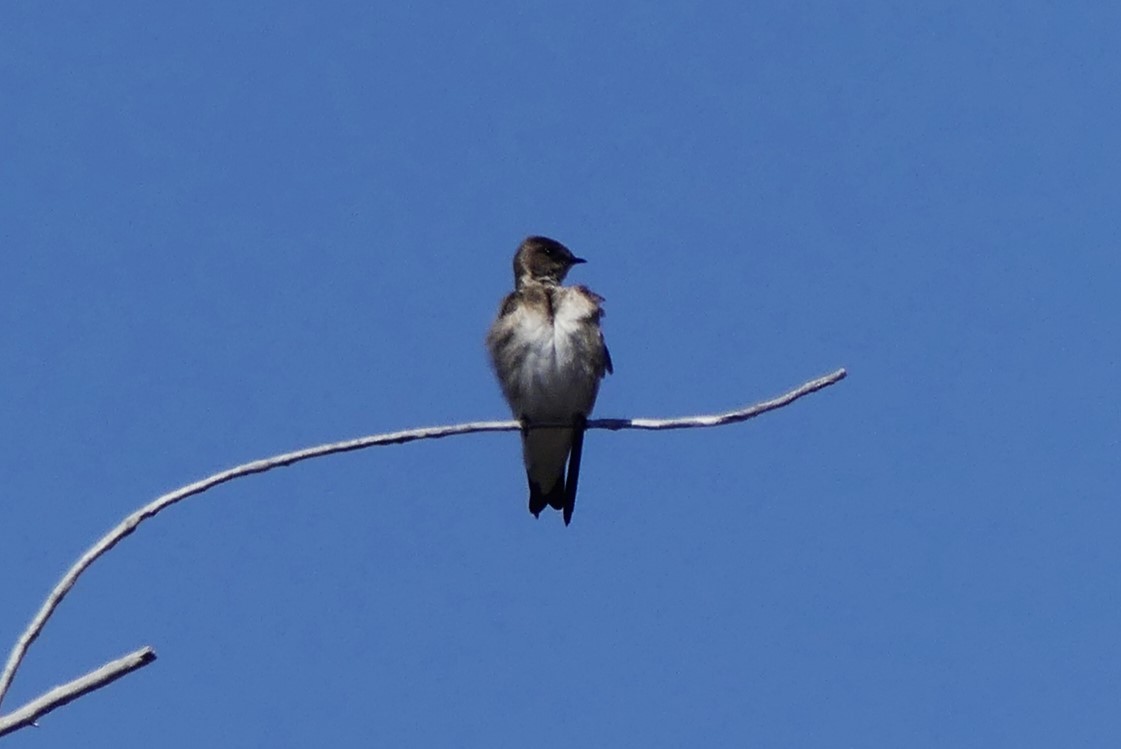 Northern Rough-winged Swallow - ML617142103