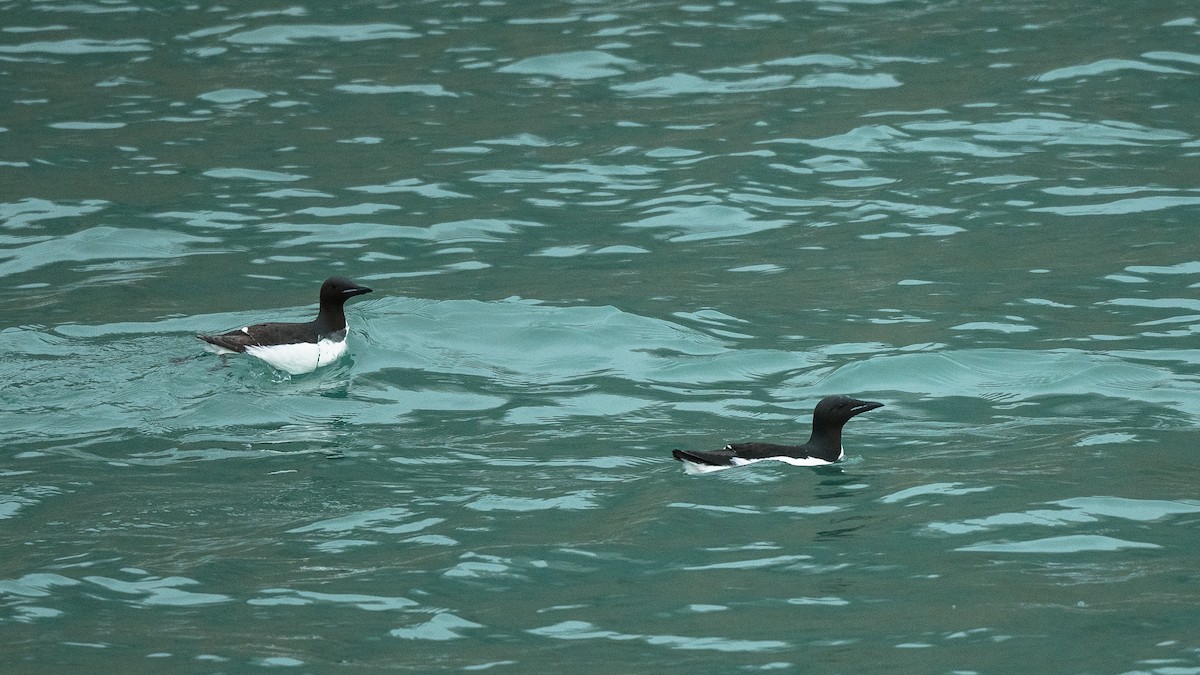 Thick-billed Murre - ML617142122