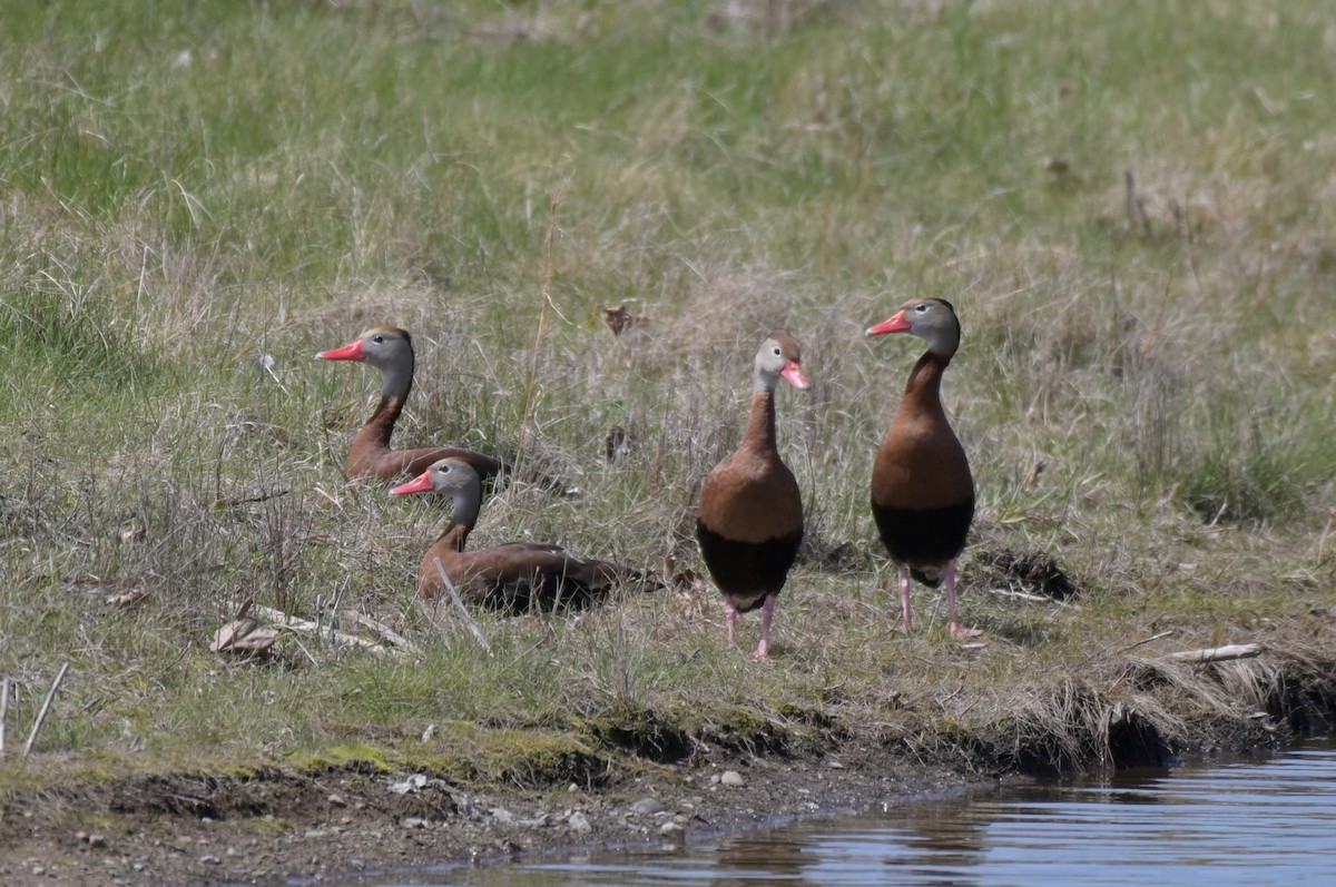 Ebird Checklist - 9 Apr 2024 - 3983 Amelia Avenue, Lafayette, Indiana 